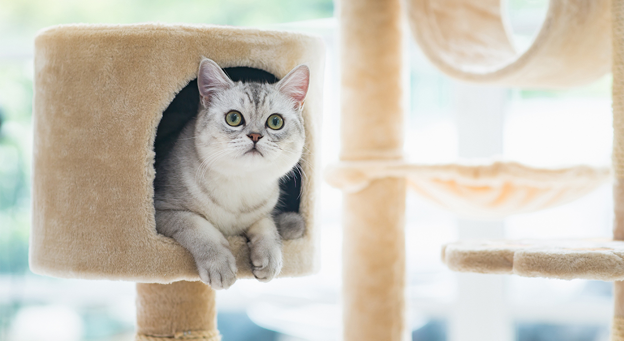 猫カフェ 地域net